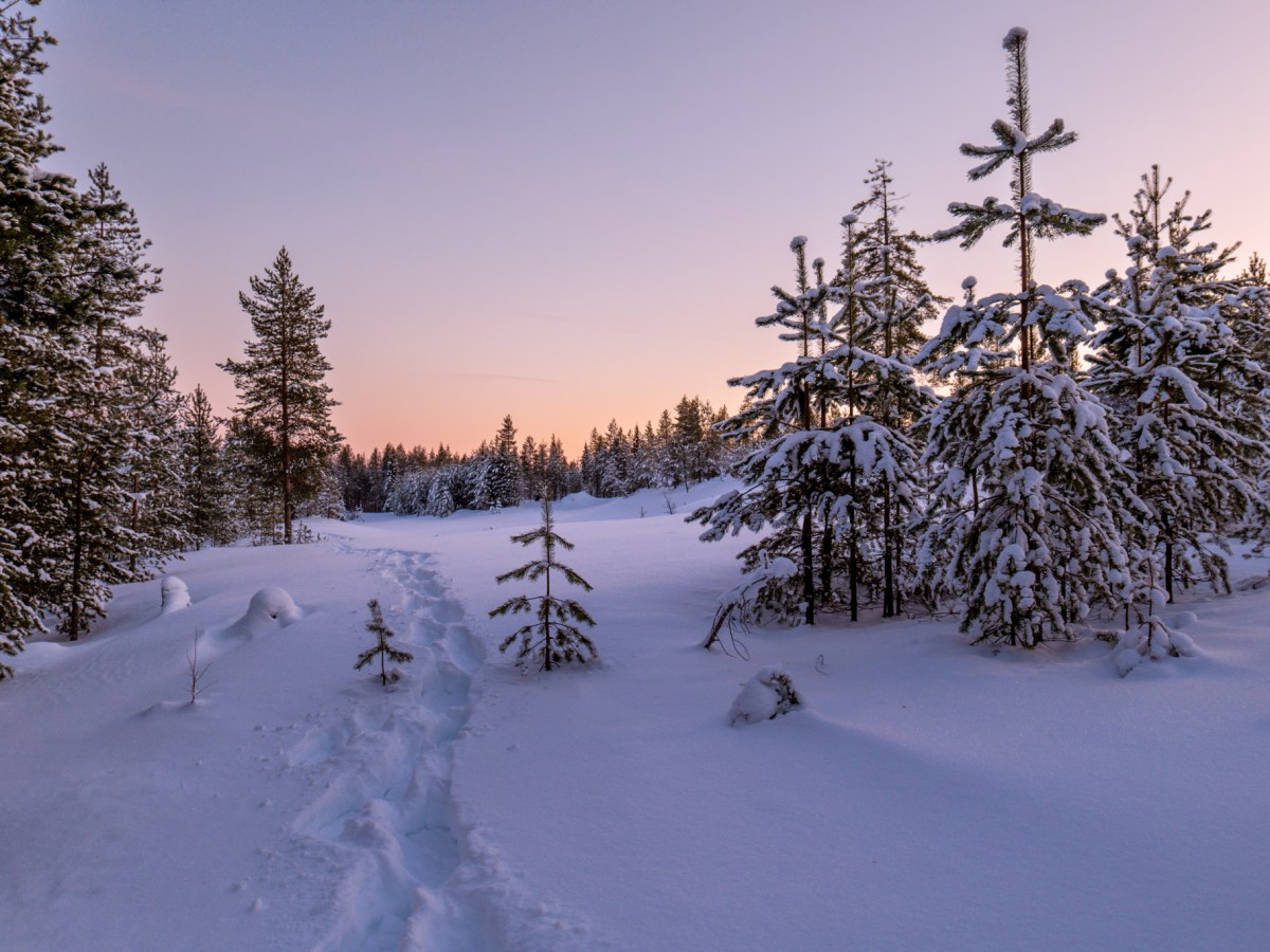 Laponie finlandaise – Ranua : un début de séjour magique, et une demande bien particulière&nbsp;!