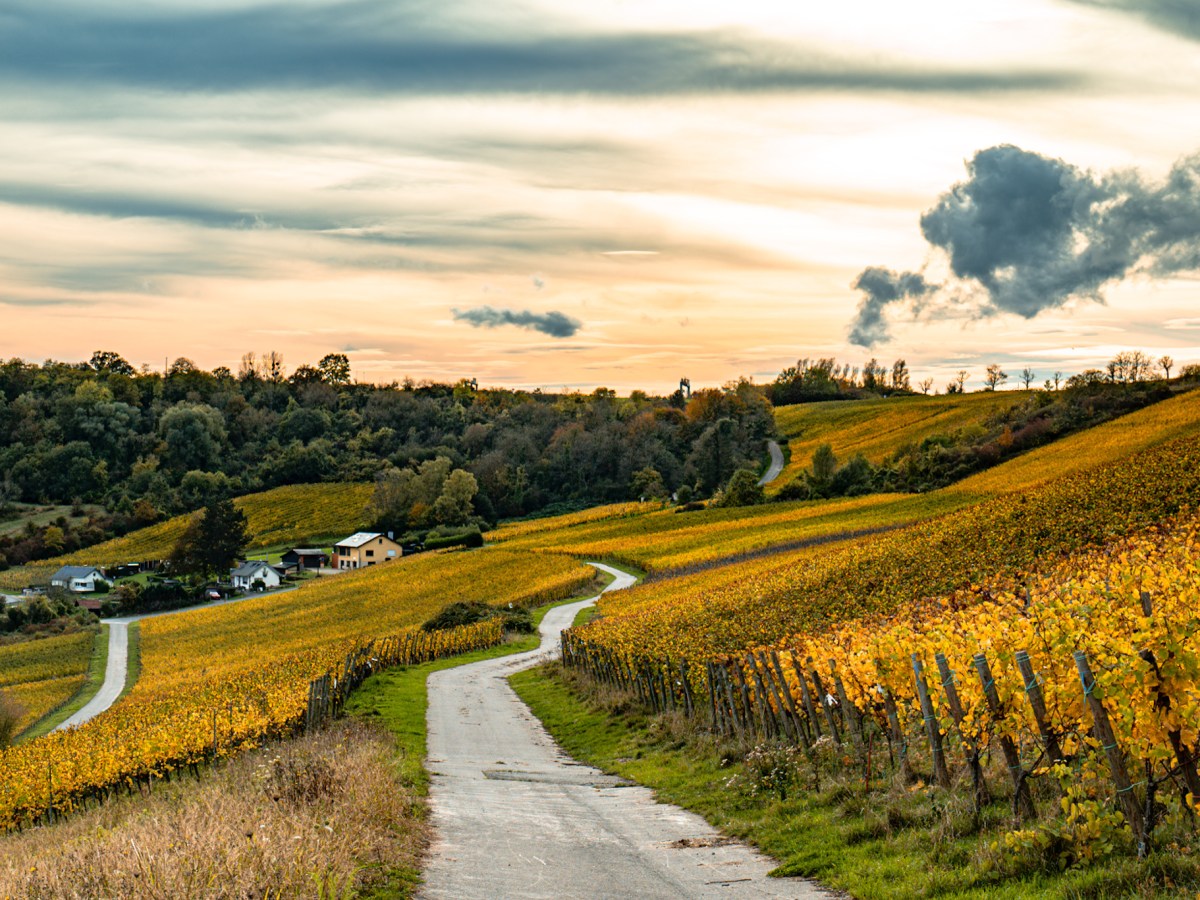 Idée sortie au Luxembourg – Randonner dans les vignes de&nbsp;Moselle